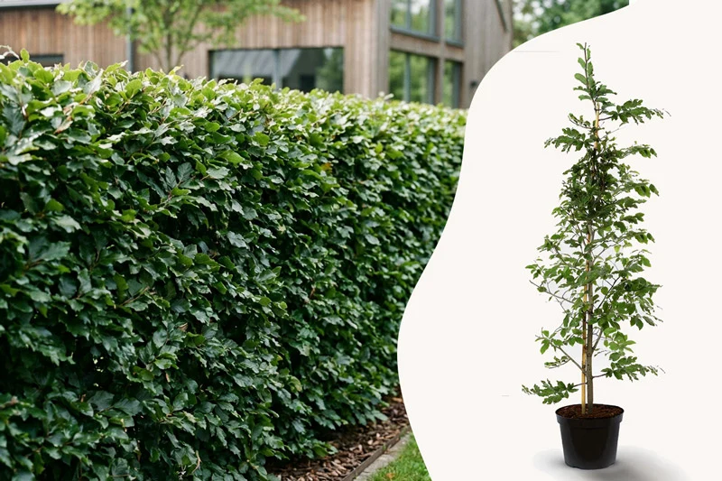 Bokhäck med tätt bladverk, med ung bokplanta