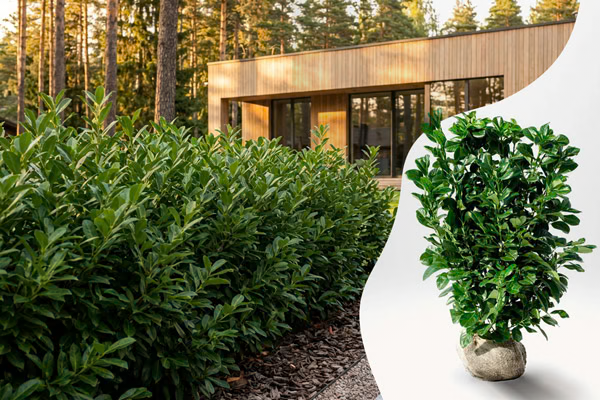 Lagerhäck med blanka blad framför modernt trähus
