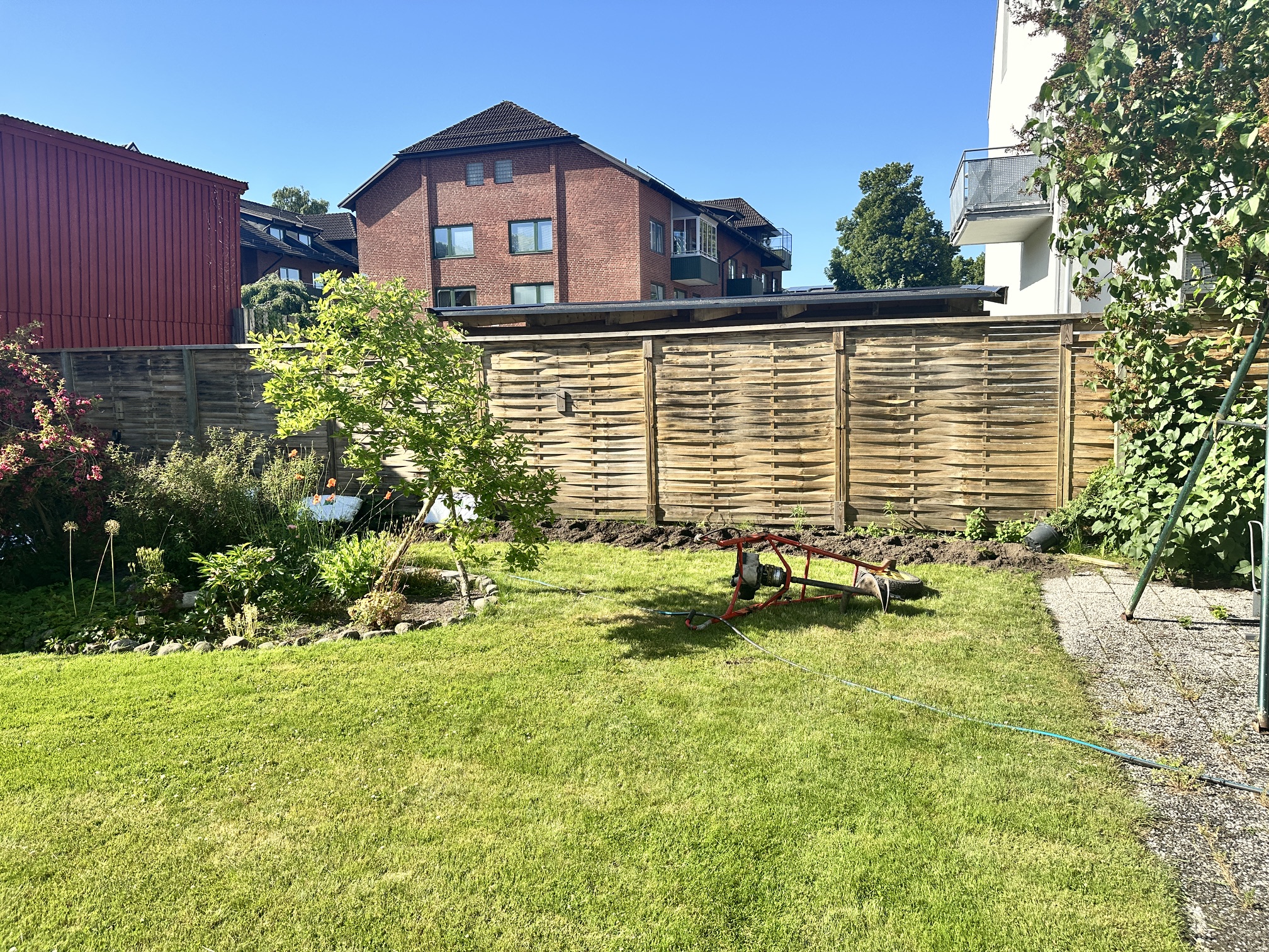 Thuja Brabant, 80/100 cm, 13 meter i Ängelholm