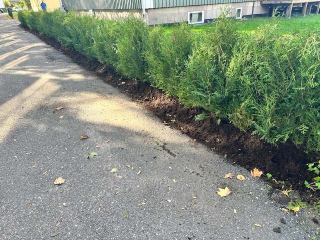 Thuja Brabant 100-120cm, 22 m häck i Alingsås