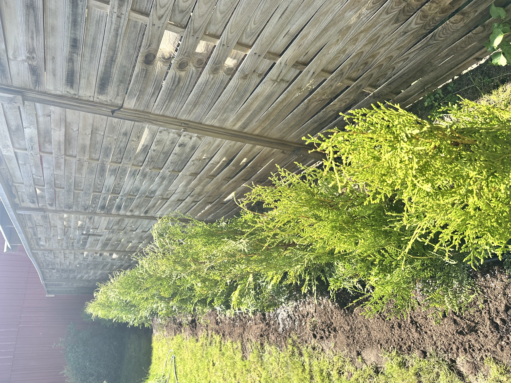 Thuja Brabant, 80/100 cm, 13 meter i Ängelholm