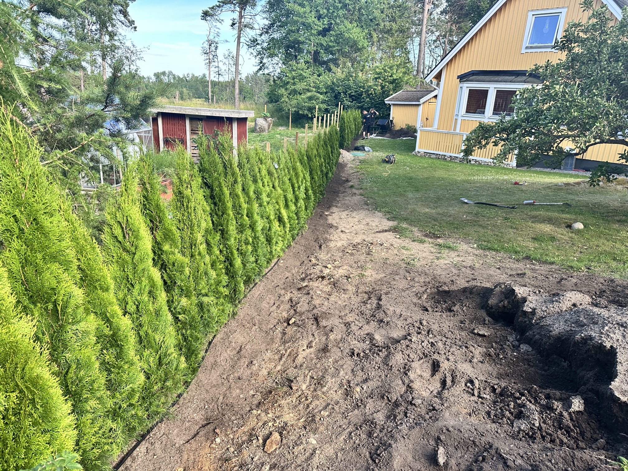 Thuja Smaragd, 160–180 cm, 30 meter i Sorunda